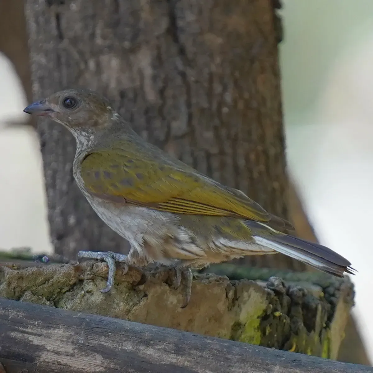 File:Spotted Honeyguide (Indicator maculatus).jpg