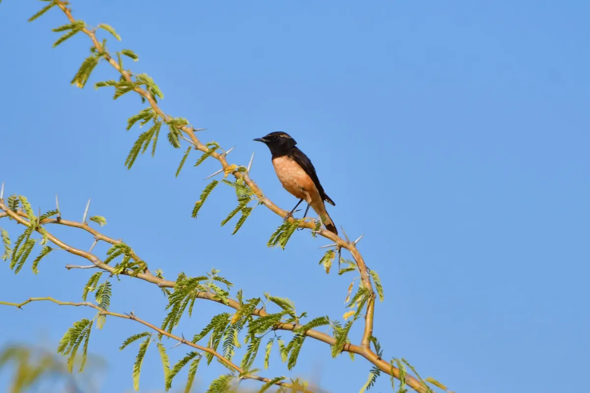 File:Cyprus Wheatear (Oenanthe cypriaca) 01.jpg