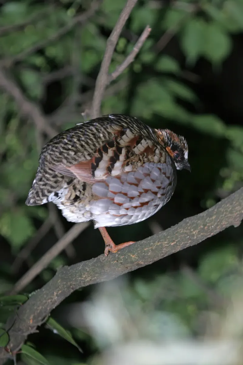 File:Sichuan partridge (Arborophila rufipectus) 01.jpg