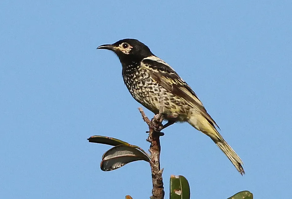 File:Anthochaera phrygia 350275128.jpg