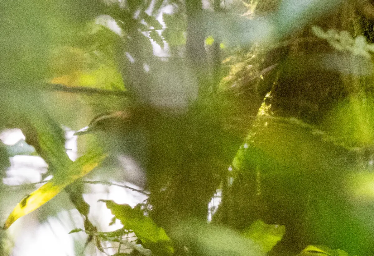 File:Cincloramphus rufus - Forest Botial-Jarvis - 341734673.jpeg