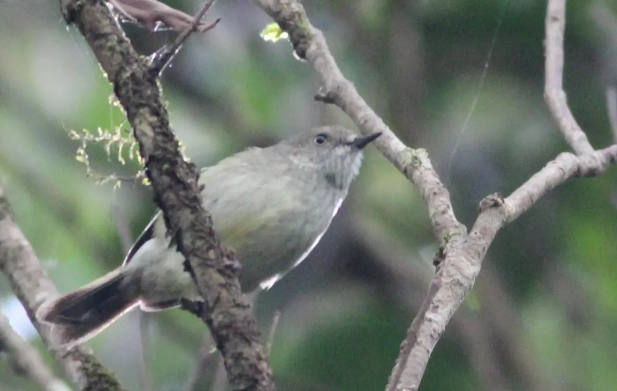 File:Acanthiza katherina - Gary T. Leavens - 369979402.jpeg