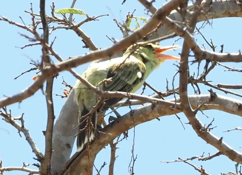 File:Acrocephalus percernis - Rosario - 335747871.jpeg