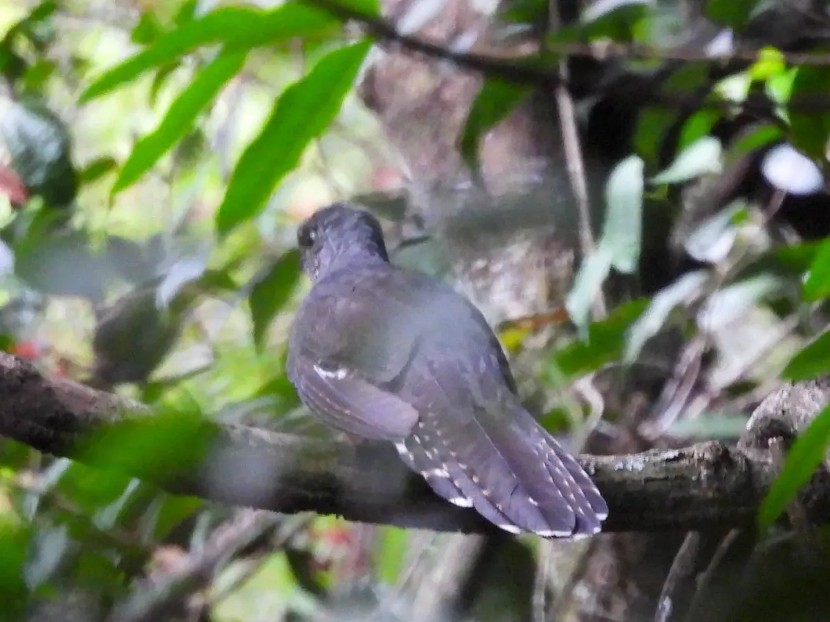 File:Cercococcyx olivinus - Tom Field - 479735834.jpeg