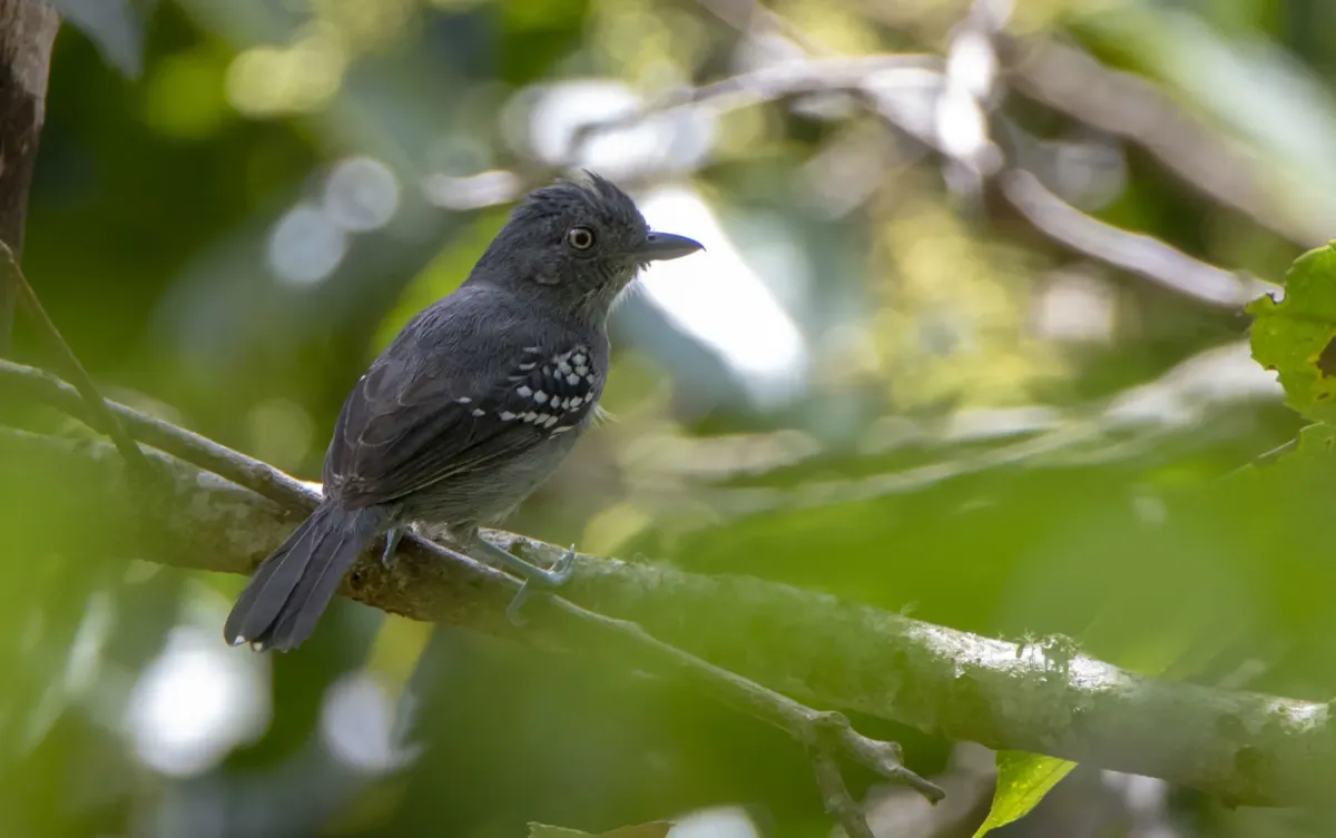 File:Upland Antshrike (Thamnophilus aroyae).jpg