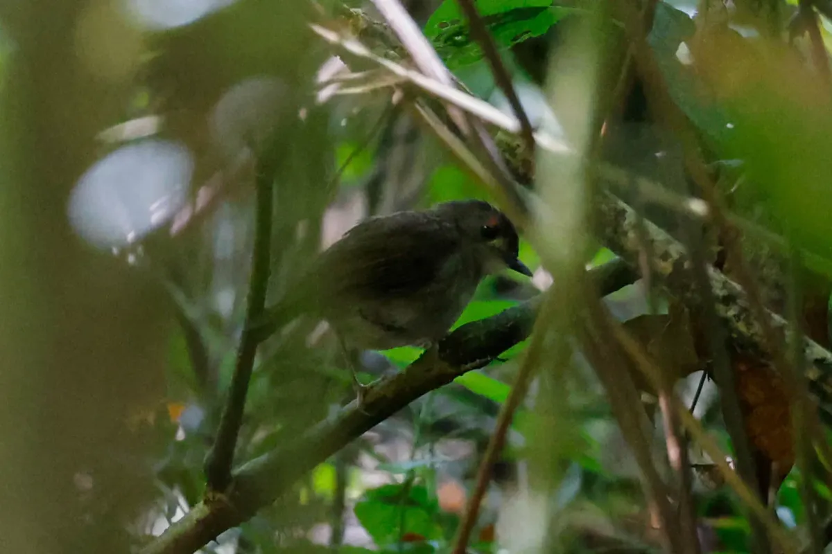 File:Usambara Akalat (Sheppardia montana).jpg