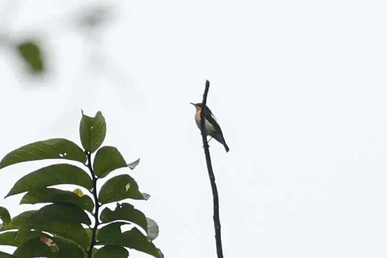File:Usambara Hyliota (Hyliota usambara).jpg