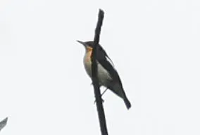 File:Usambara Hyliota (Hyliota usambara) (cropped).jpg