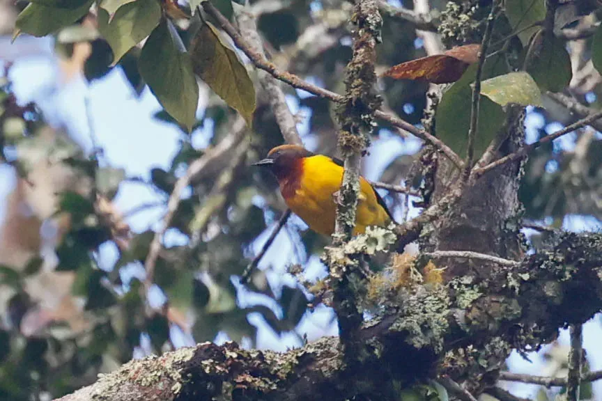 File:Usambara weaver (Ploceus nicolli) 03.jpg