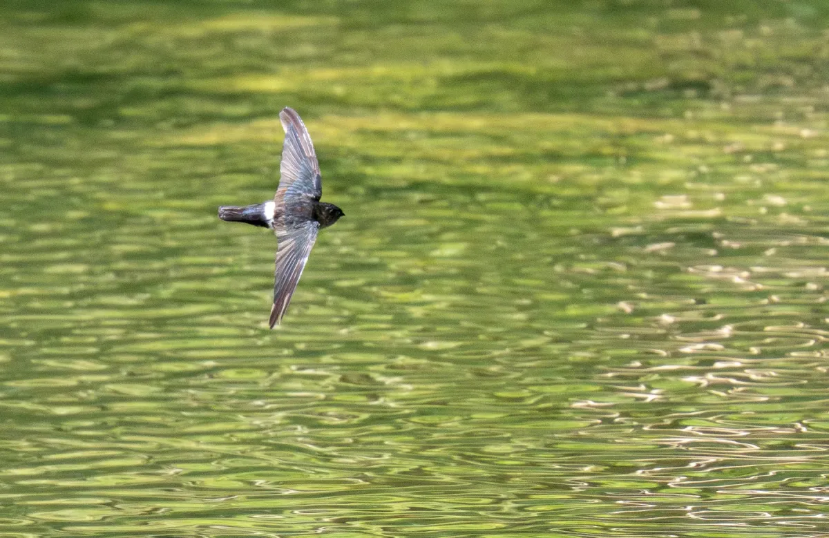 File:Collocalia troglodytes - Forest Botial-Jarvis - 316278040.jpeg