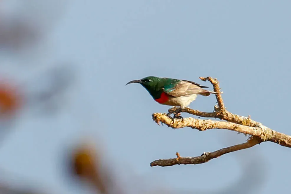 File:Cinnyris gertrudis - Tom Field - 475691136.jpeg