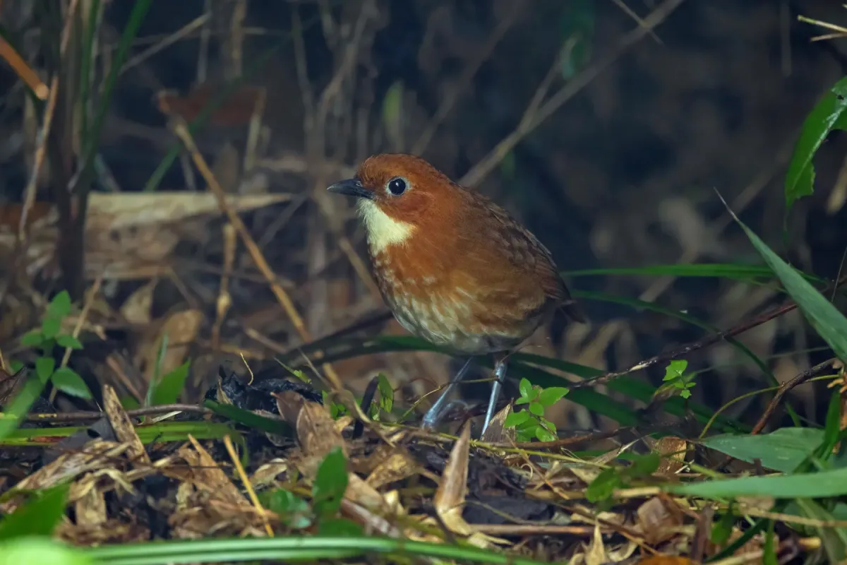 File:Grallaria erythroleuca - Thibaud Aronson - 455769606.jpeg