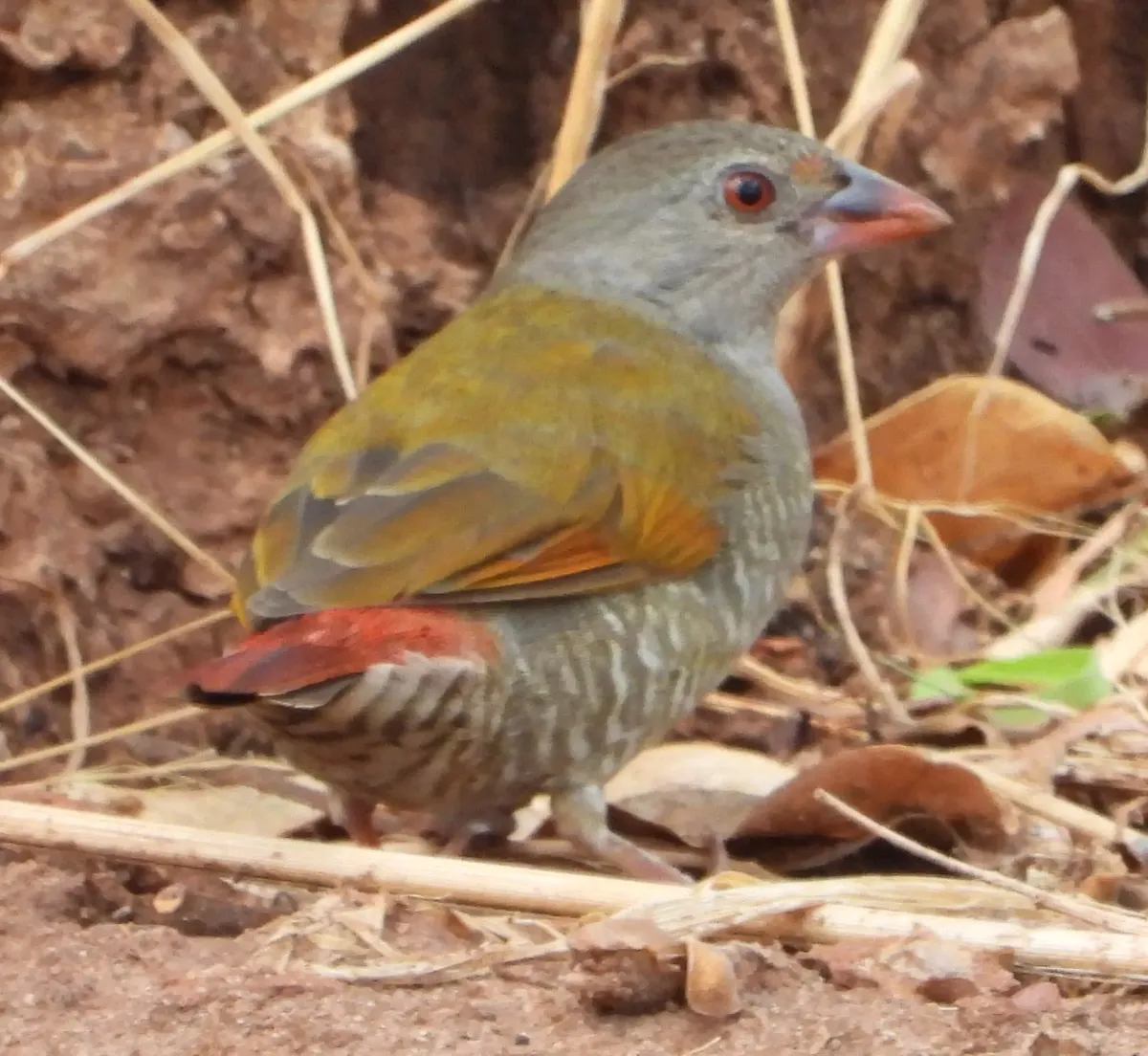 File:Pytilia afra 337629047.jpg