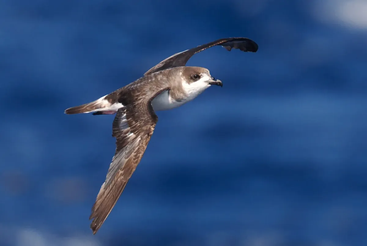 File:Pterodroma cahow 508263070.jpg