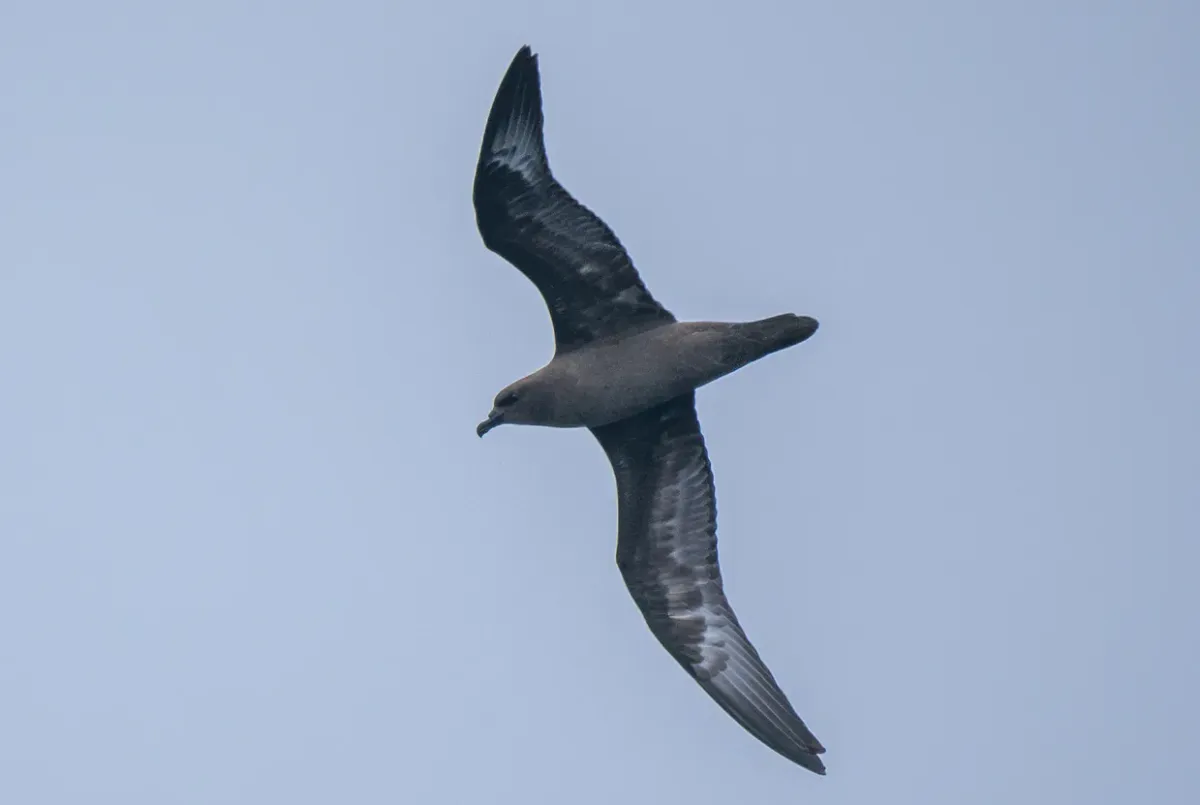 File:Pterodroma arminjoniana 397306717.jpg