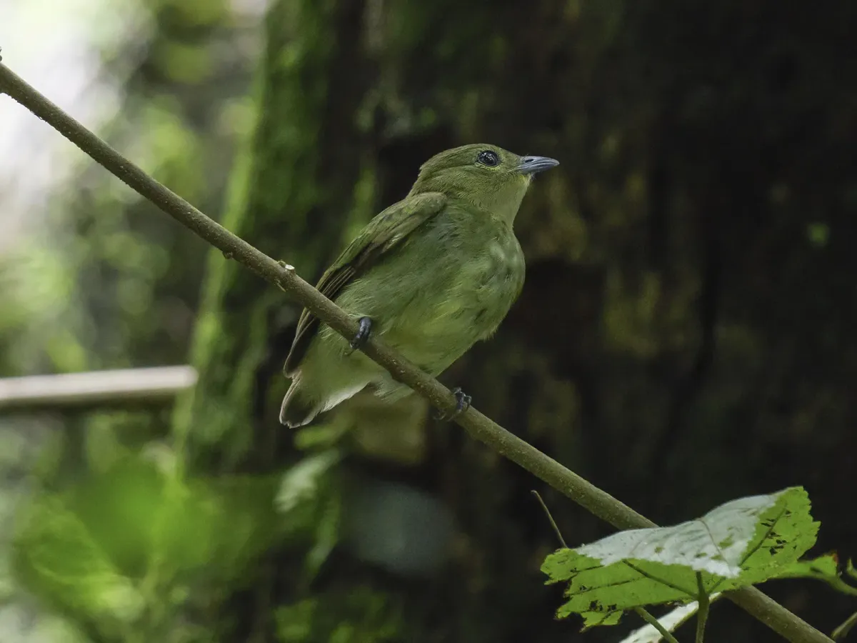File:Manacus aurantiacus Female.jpg