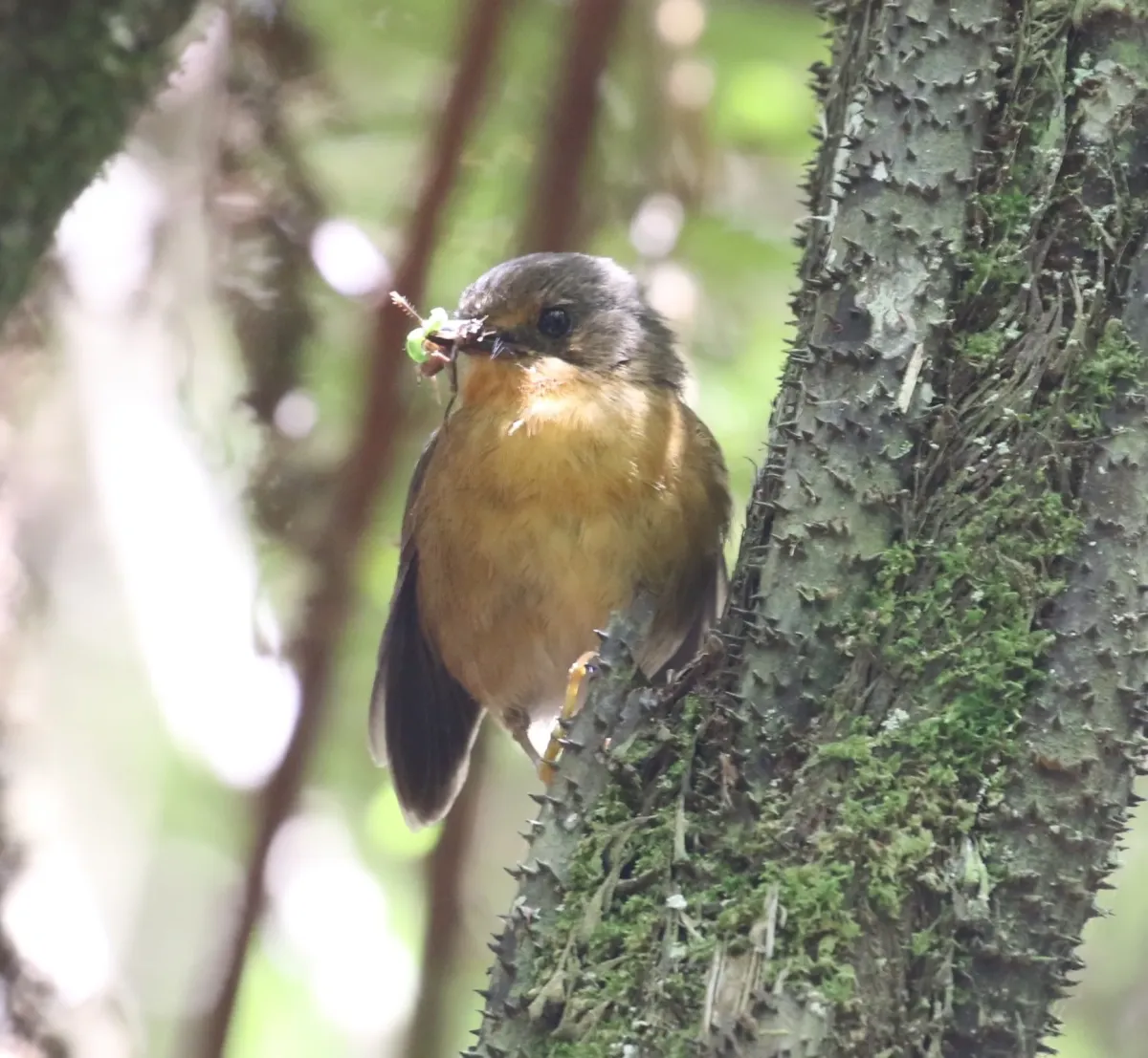 File:Sheppardia aurantiithorax - Mikael Bauer - 6780400.jpeg