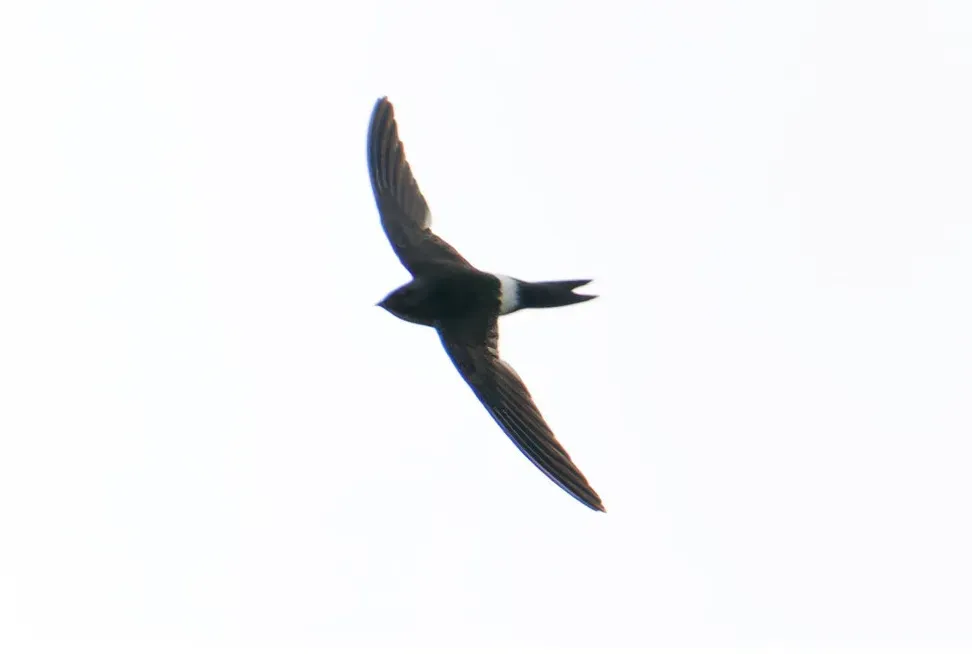 File:Apus salimalii - Sun Jiao - 600785217.jpeg