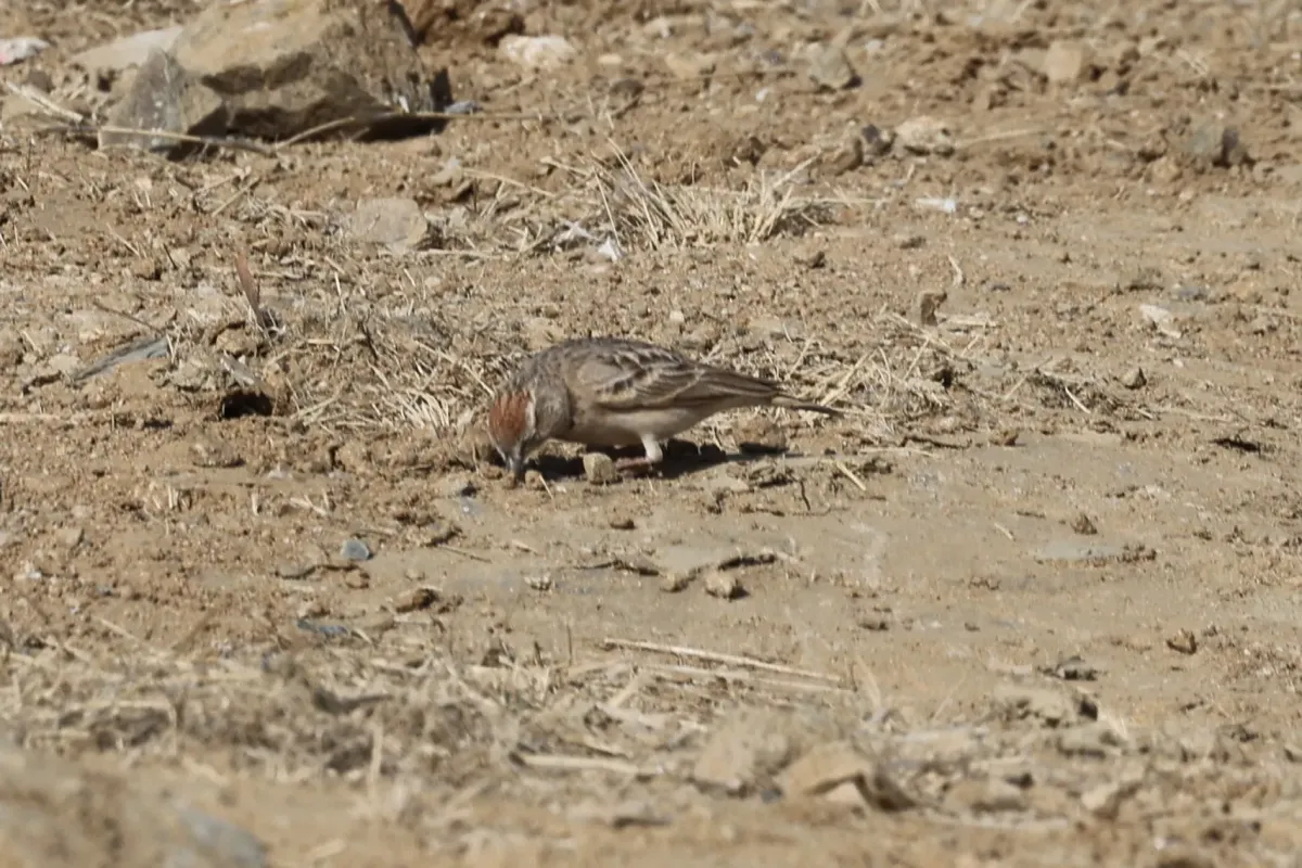 File:Calandrella eremica - Jacky Judas - 478147484.jpeg