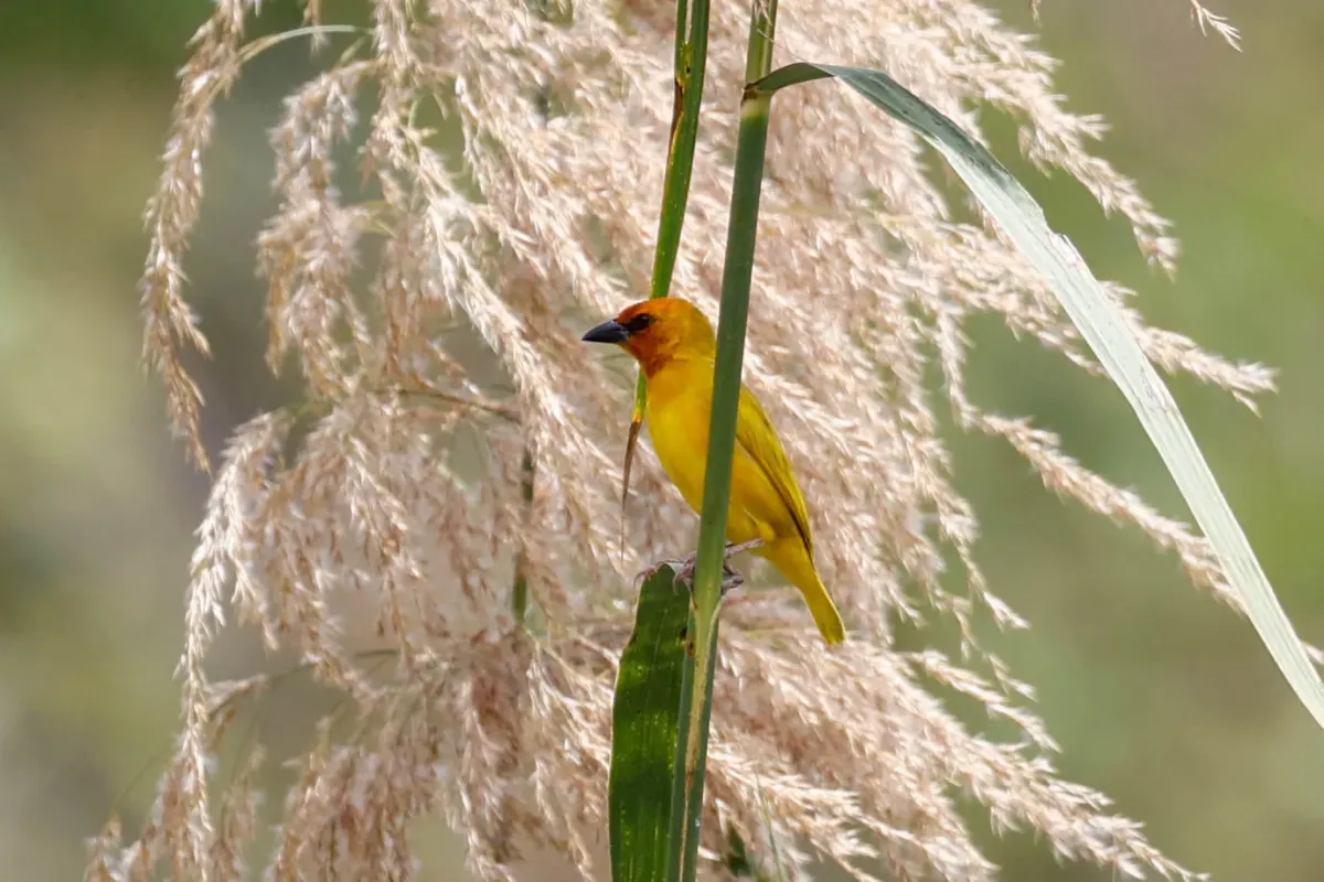 File:Ploceus holoxanthus - Tom Field - 477075705.jpeg