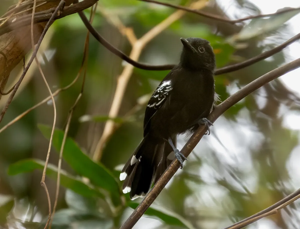File:Cercomacra carbonaria Rio Branco Antbird (male); Caracaraí, Roraima, Brazil.jpg