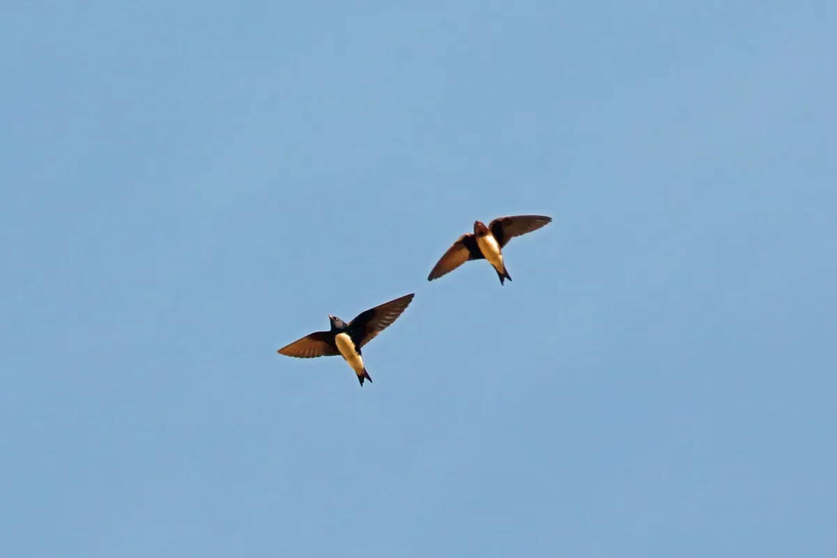 File:Progne sinaloae - Nigel Voaden - 2360317.jpeg