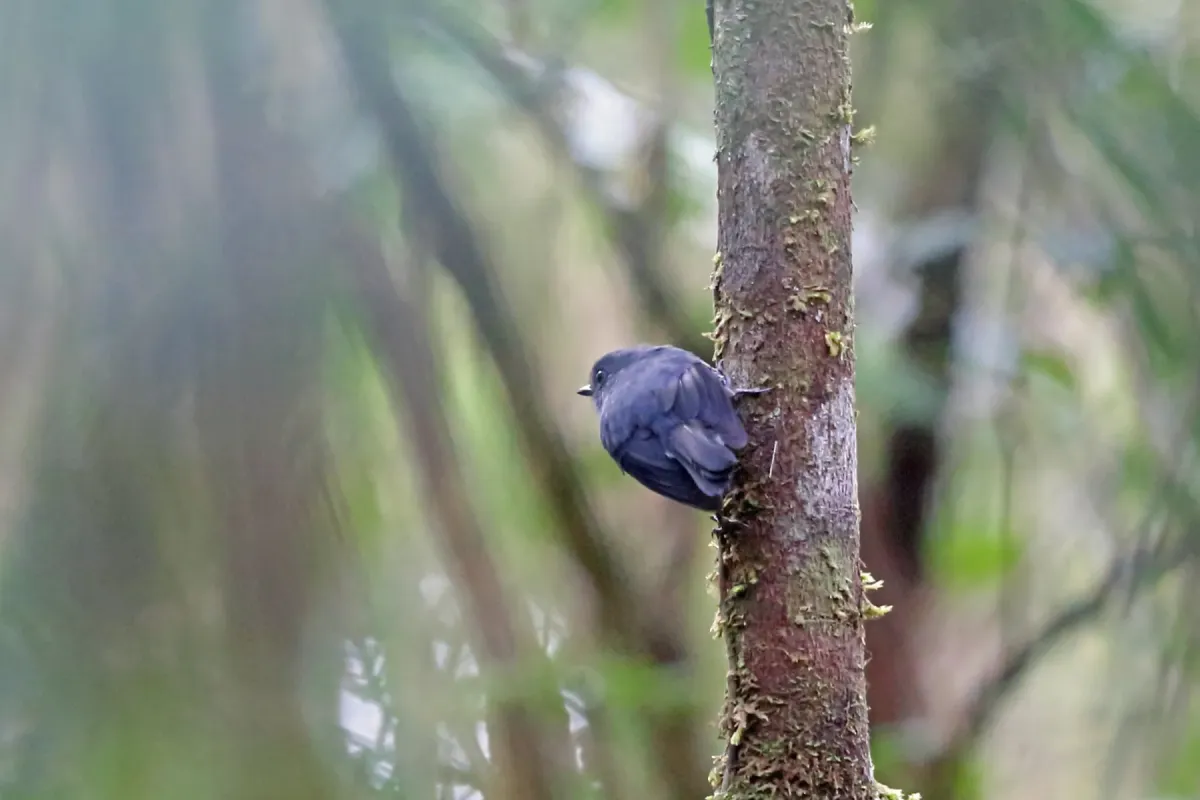 File:Melanodryas cryptoleuca - Nigel Voaden - 3287391.jpeg