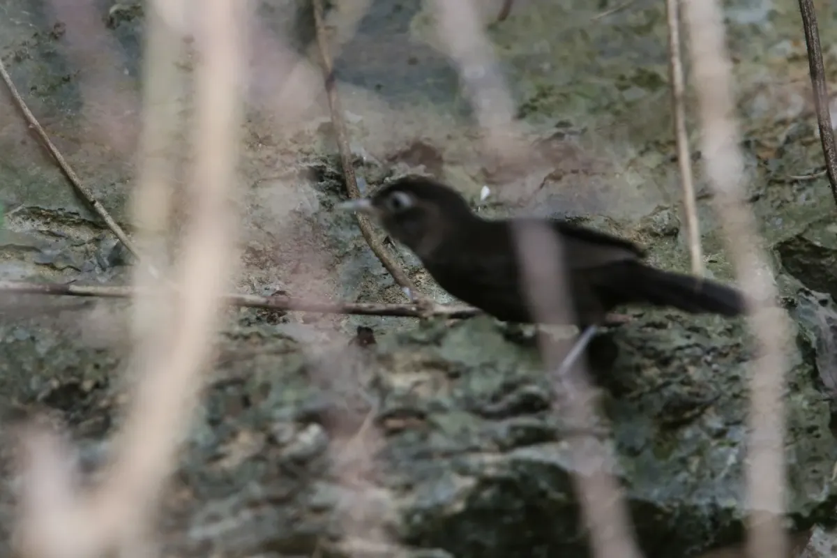 File:Stachyris herberti - Christoph Moning - 105863677.jpeg