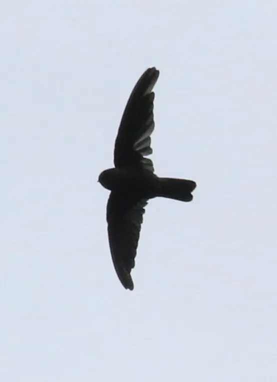 File:Aerodramus leucophaeus - Cricket Raspet - 488421557.jpeg