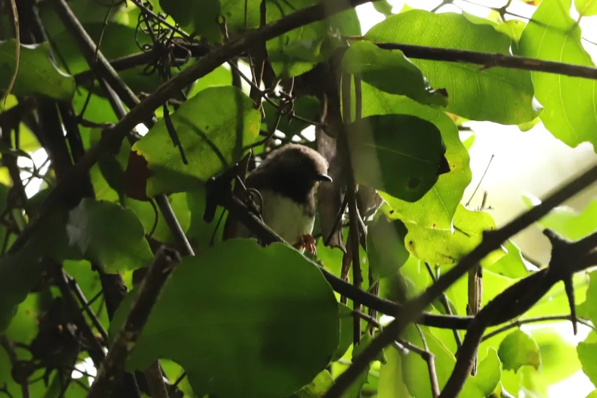 File:Apalis fuscigularis - Adrien Jailloux - 607781199.jpeg