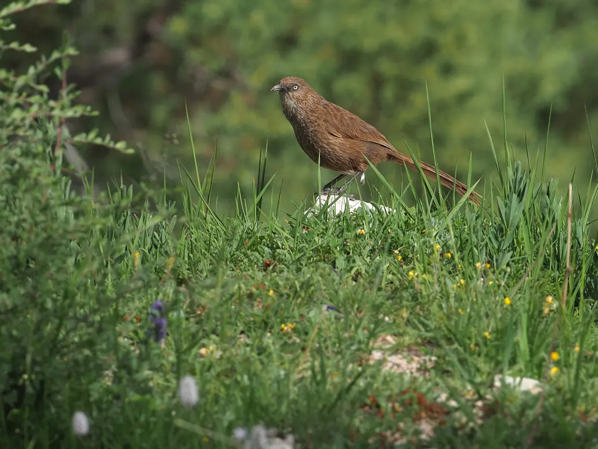 File:Pterorhinus koslowi - James Eaton - 367800186.jpeg