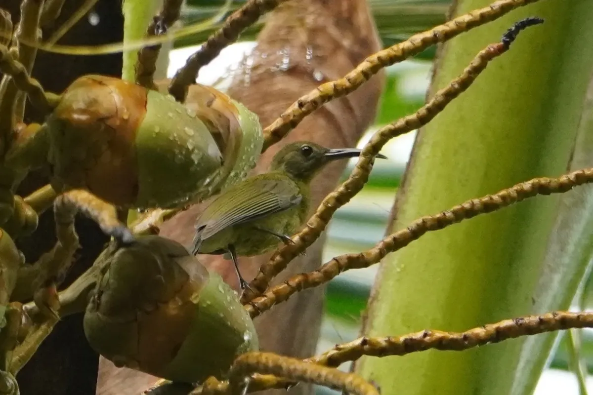 File:Toxorhamphus novaeguineae 597656400.jpg