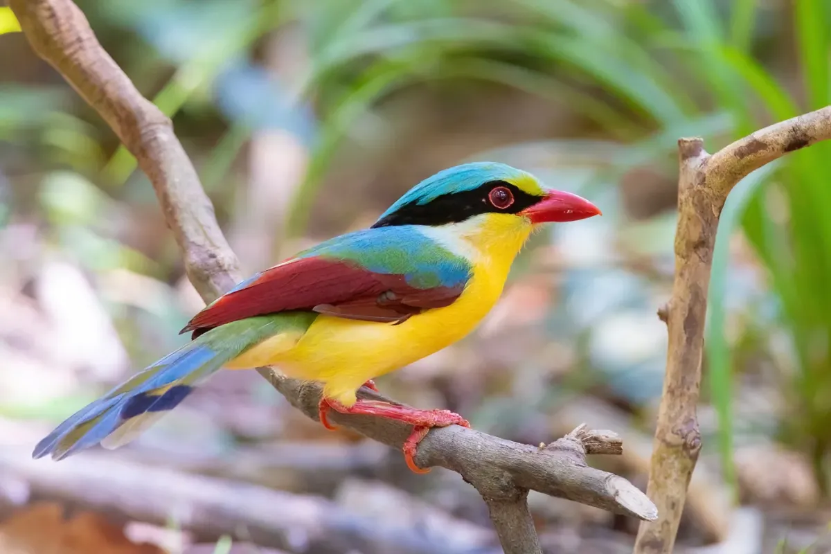 File:Cissa hypoleuca 354550902.jpg