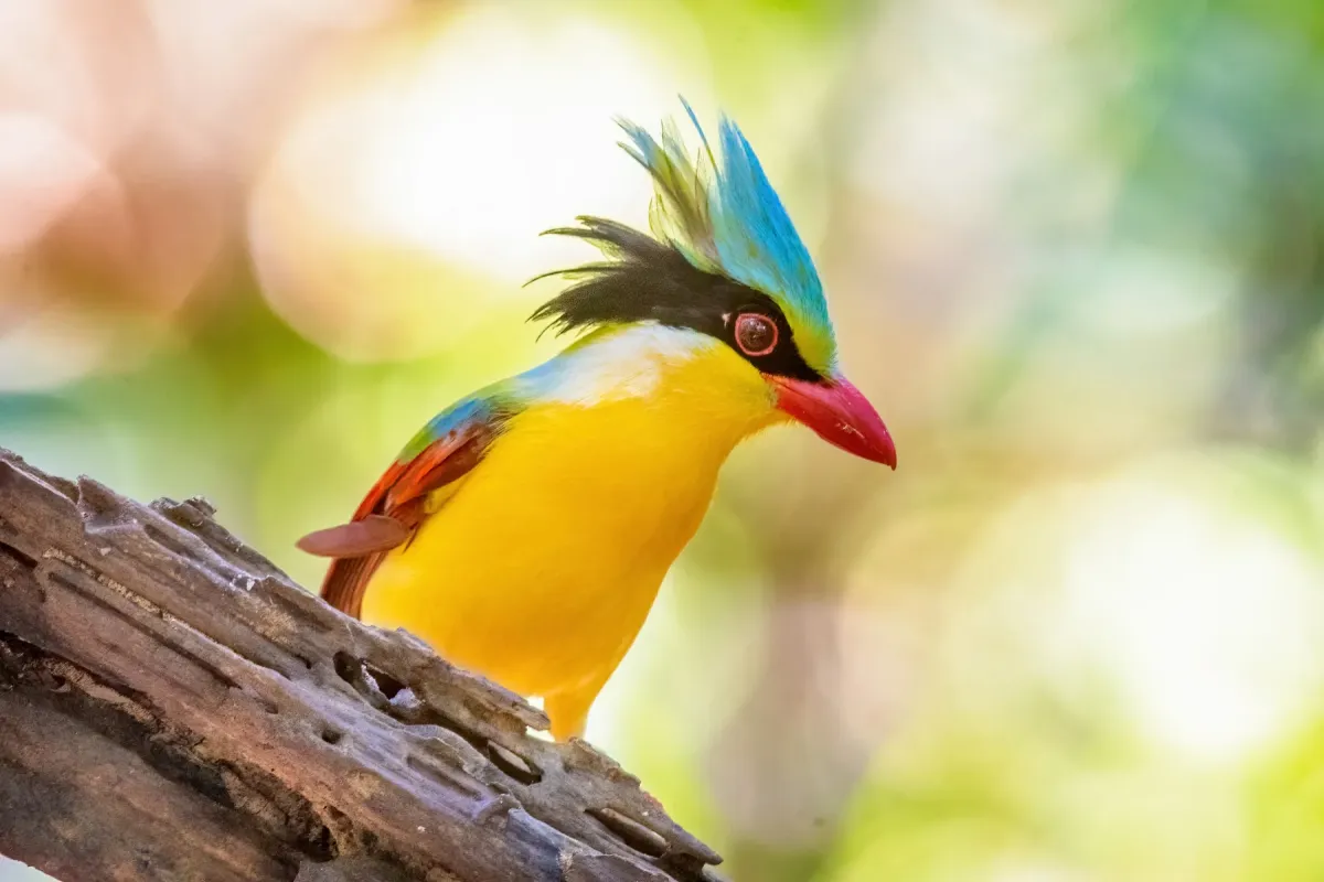 File:Cissa hypoleuca 354550907.jpg