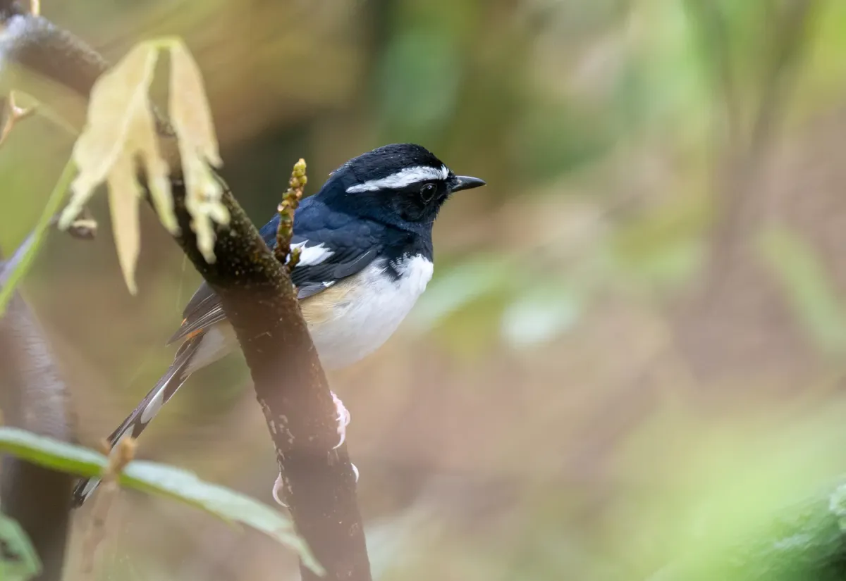File:Copsychus luzoniensis - Forest Botial-Jarvis - 614702916.jpeg
