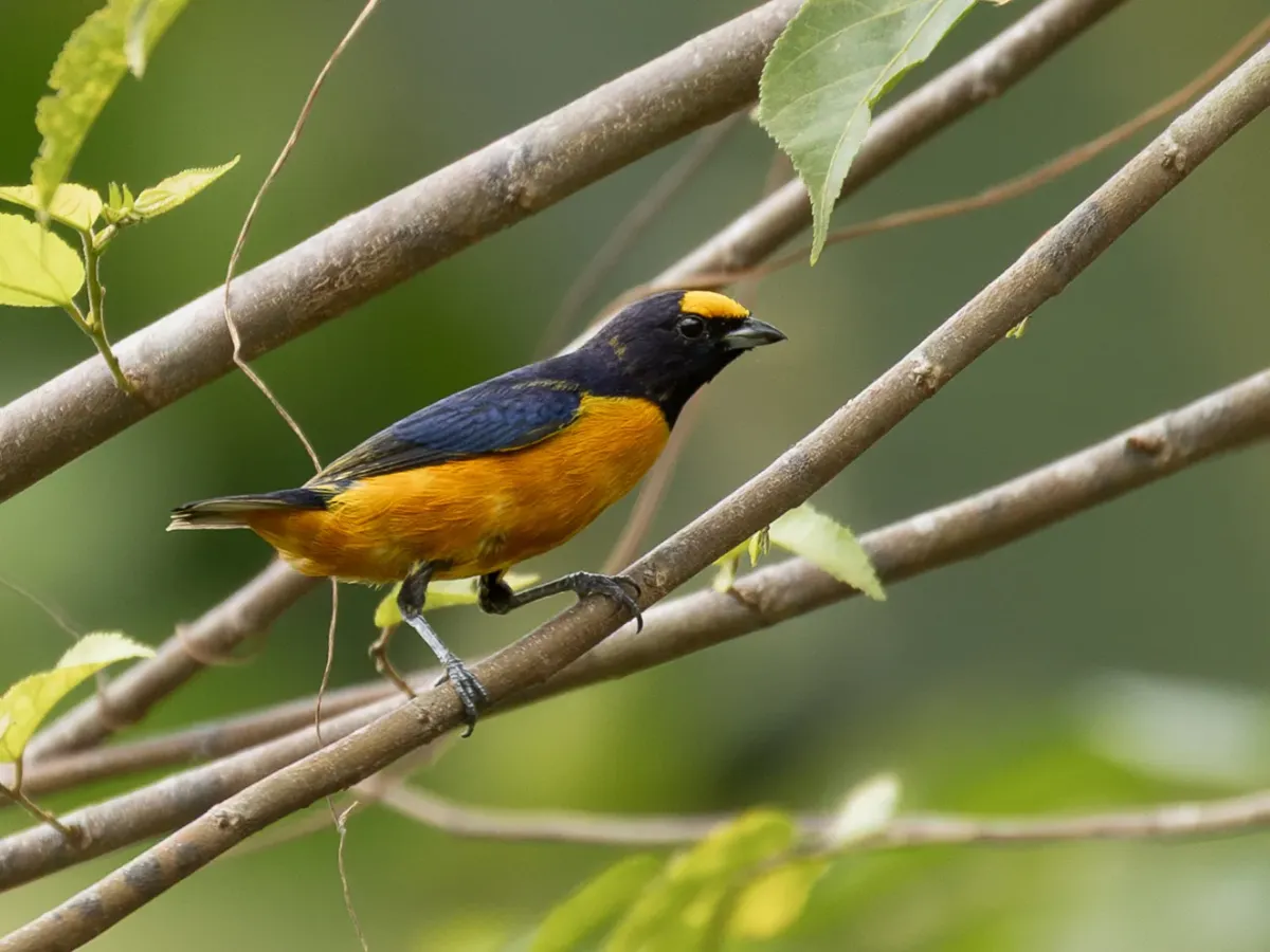 File:Euphonia finschi Finsch's Euphonia (male), Mucajai, Roraima, Brazil 2.jpg