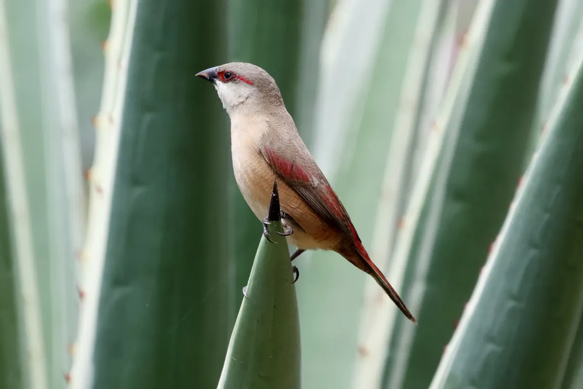File:Crimson-rumped Waxbill (Estrilda rhodopyga centralis), Hoima, Uganda 1.jpg