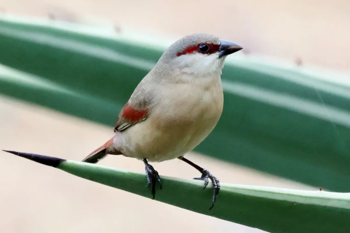 File:Crimson-rumped Waxbill (Estrilda rhodopyga centralis), Hoima, Uganda 4.jpg