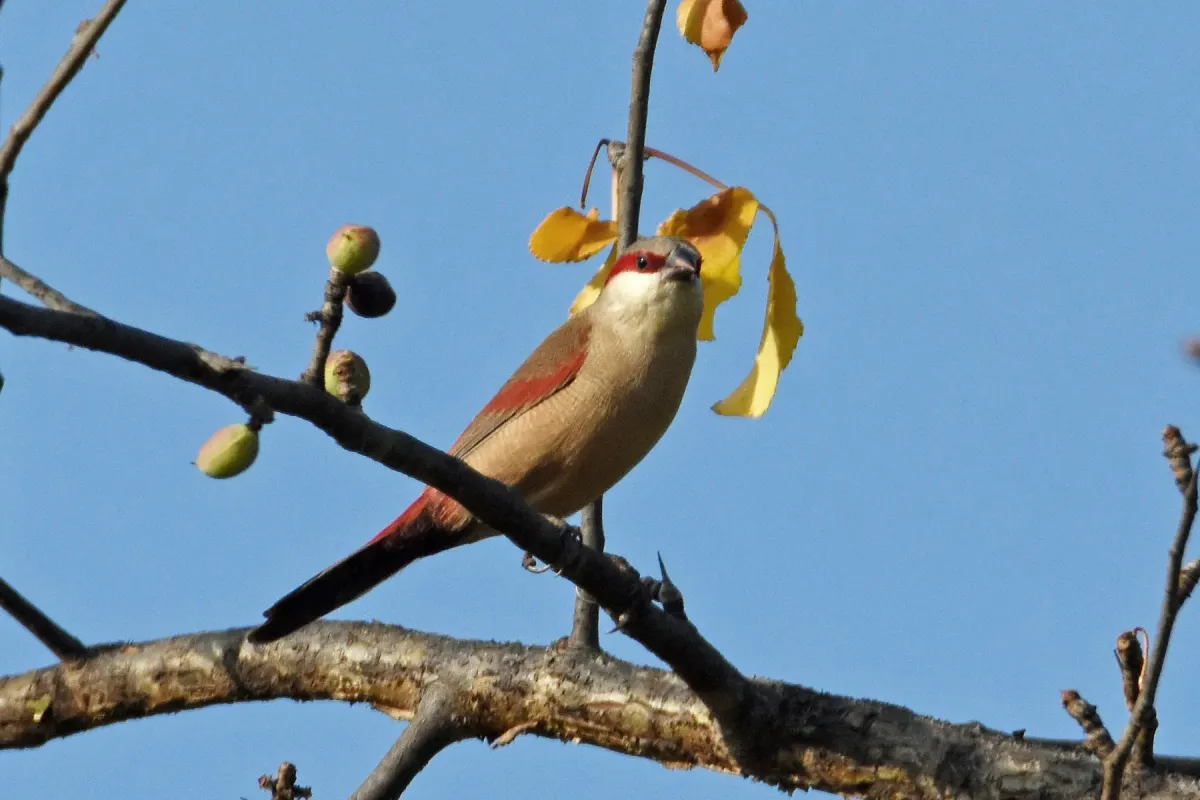 File:Crimson-rumped Waxbill (Estrilda rhodopyga centralis), Borena, Ethiopia 1.jpg