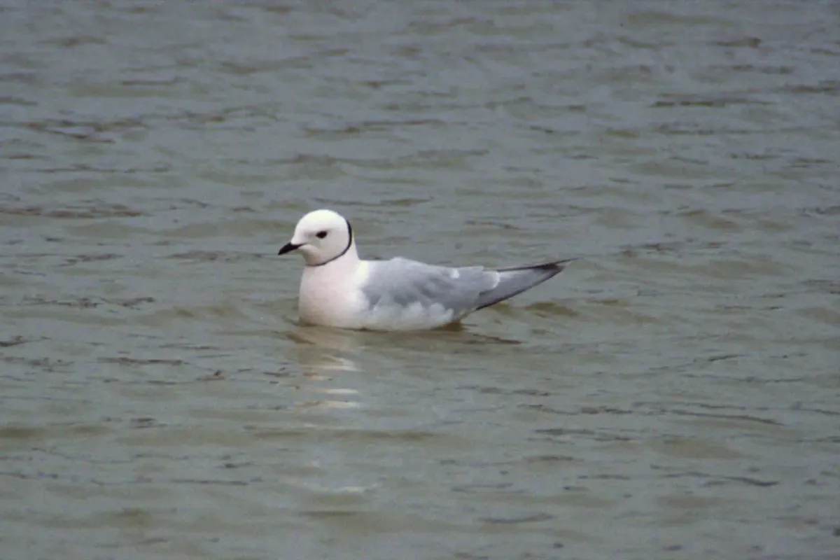 File:Ross's Gull (Rhodostethia rosea) 1.jpg