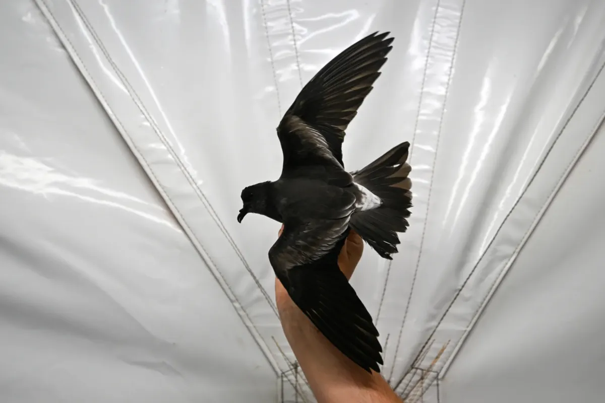 File:Hydrobates jabejabe - Charlotte Kirchner - 333452293.jpeg