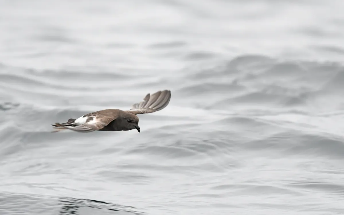 File:Oceanites pincoyae - Christoph Moning - 365968844.jpeg