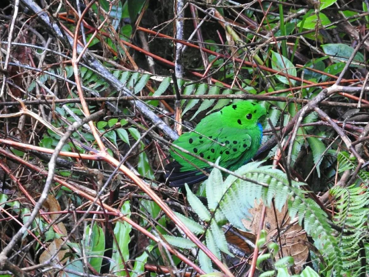 File:Calyptomena hosii 27107717.jpg