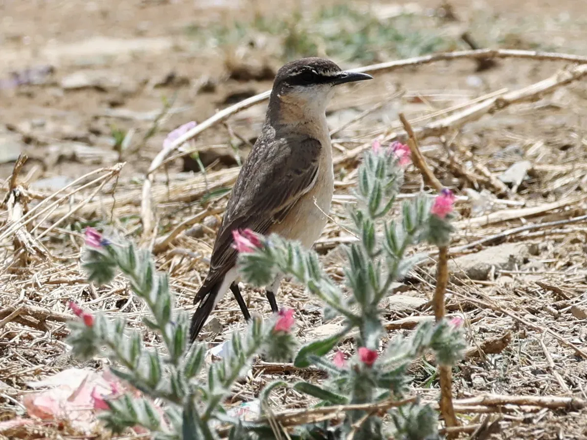 File:Buff-breasted Wheatear (Oenanthe bottae), Asir, Saudi Arabia 01.jpg