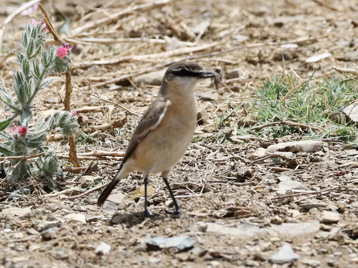 File:Buff-breasted Wheatear (Oenanthe bottae), Asir, Saudi Arabia 02.jpg