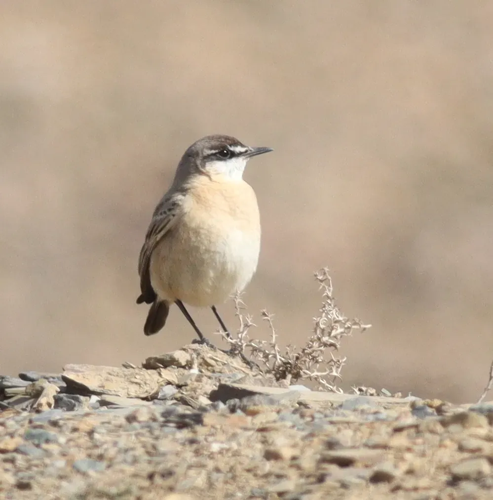 File:Buff-breasted Wheatear (Oenanthe bottae), Asir, Saudi Arabia 03.jpg