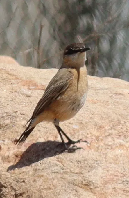 File:Buff-breasted Wheatear (Oenanthe bottae), Asir, Saudi Arabia 05.jpg