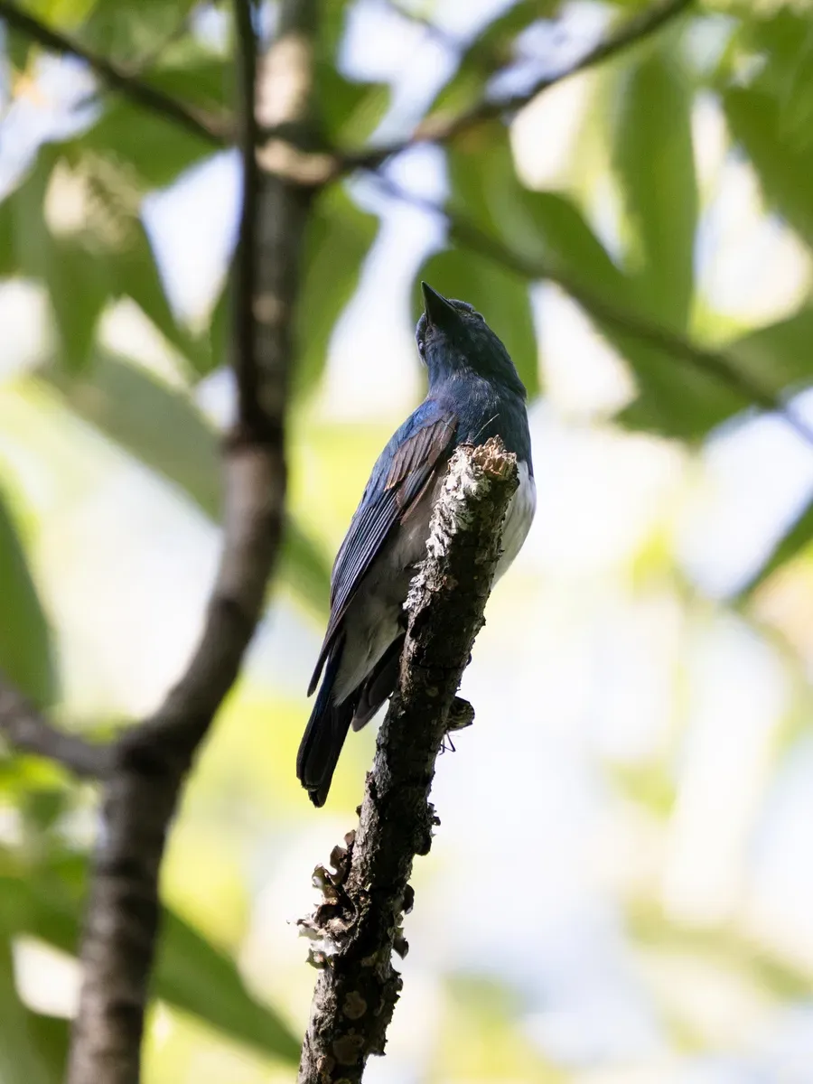 File:Cyanoptila cumatilis, Pingwu, Sichuan, China 3.jpg