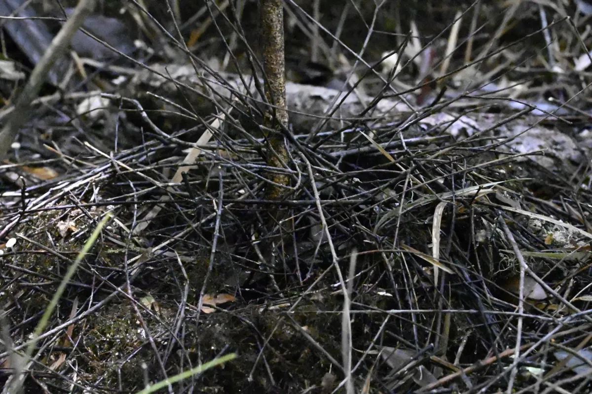 File:MacGregor's Bowerbird (Amblyornis macgregoriae) bower.jpg