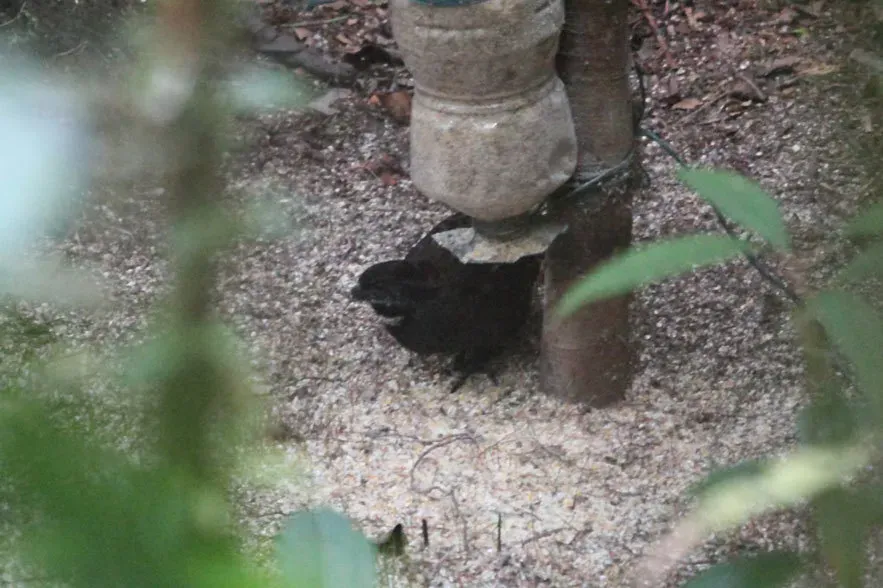 File:Odontophorus strophium - Nigel Voaden - 81586.jpeg